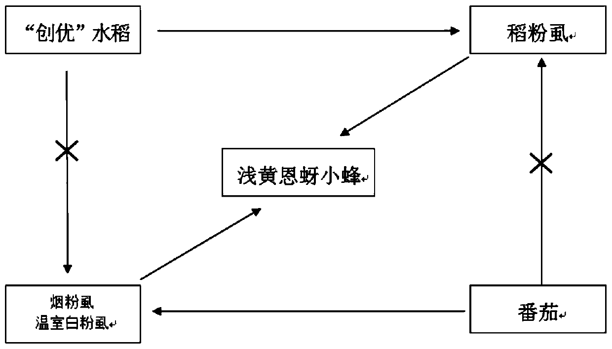 Carrier plant system for breeding encarsia sophia, construction method, breeding method and method for preventing and controlling whitefly pests