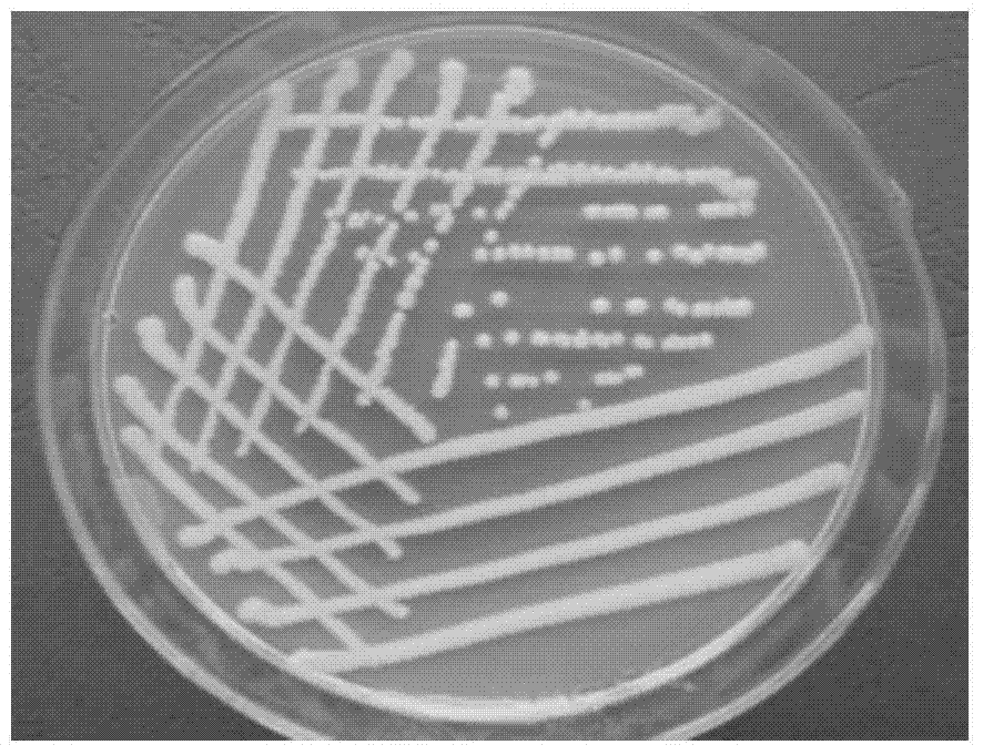 Serratia marcescens strain resistant to xanthomonas axonopodis pv. citri