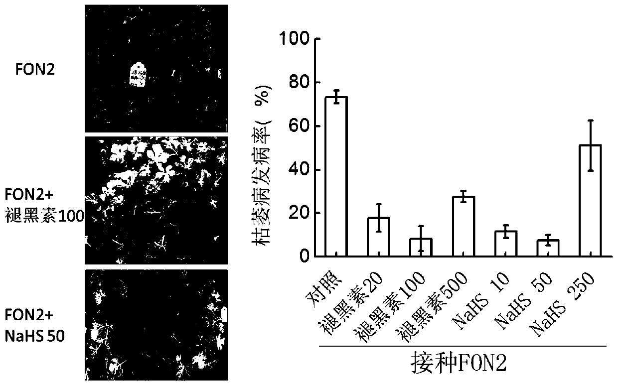 Resistance induction method of watermelon fusarium oxysporum physiological race 2