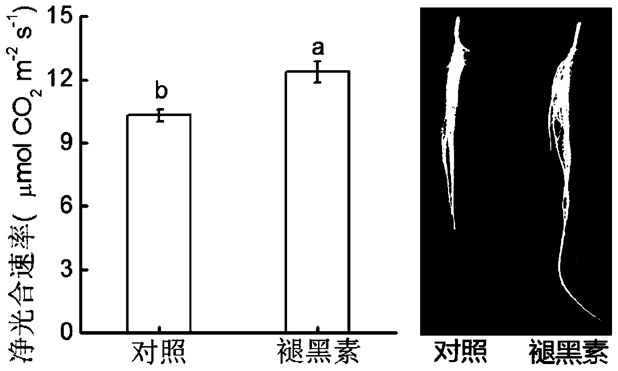 Resistance induction method of watermelon fusarium oxysporum physiological race 2