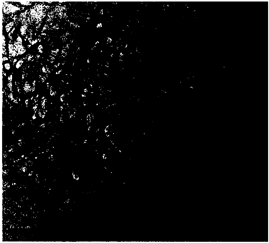 High-thermal-conductivity laminated graphene composite material and preparation method thereof