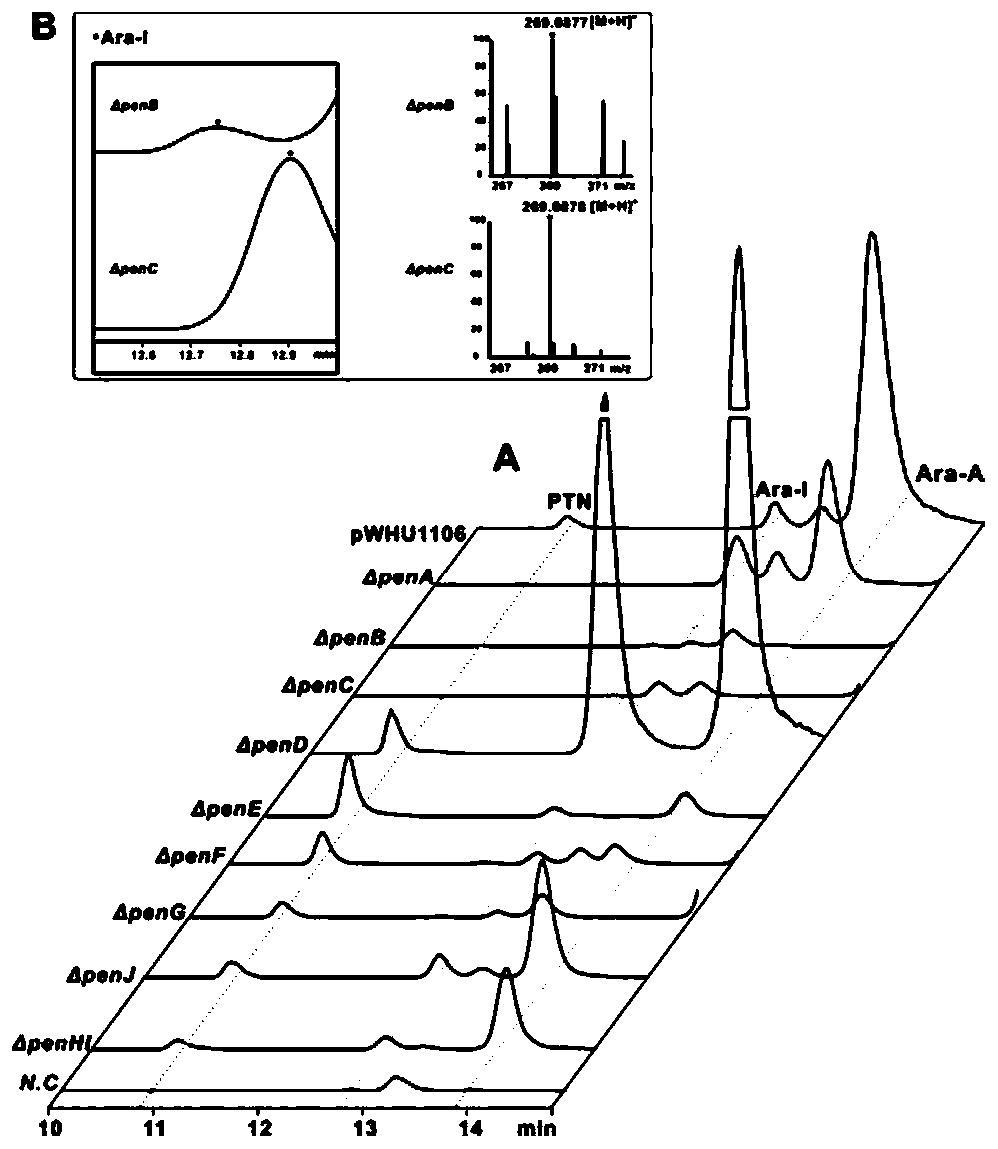 Biosynthetic gene clusters of pentostatin and vidarabine and their applications