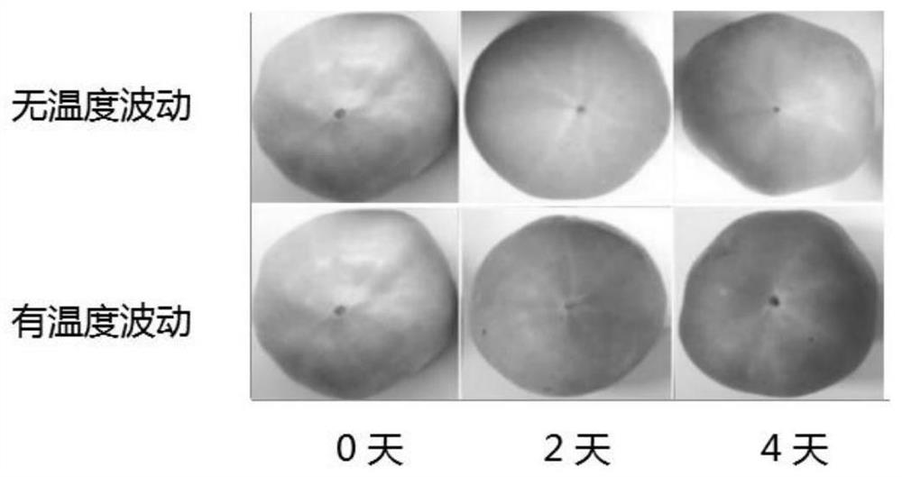 Fresh-keeping and rapid reddening method for green ripe tomatoes