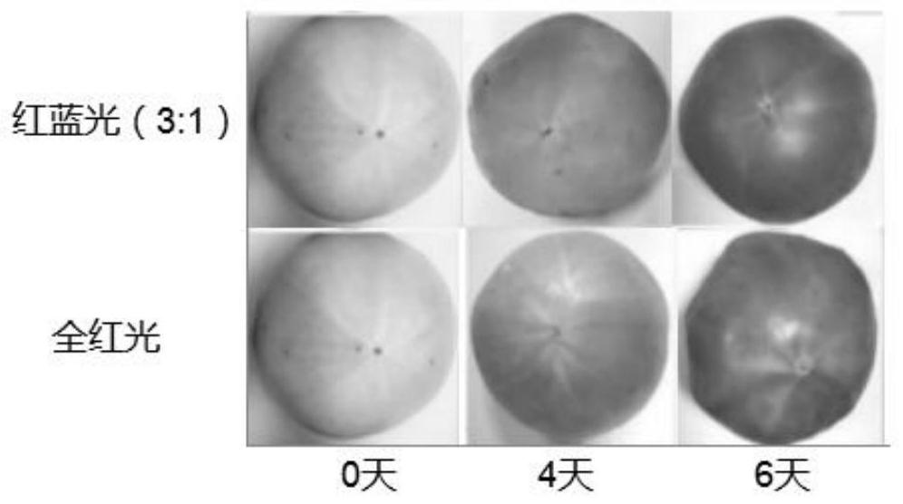 Fresh-keeping and rapid reddening method for green ripe tomatoes