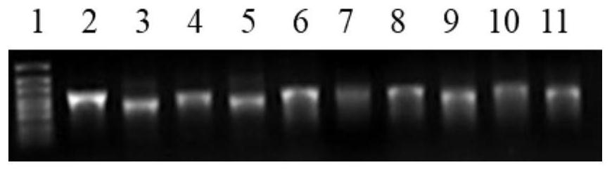 Recombinant nucleic acid molecule for transcribing circular RNA and application of recombinant nucleic acid molecule in protein expression