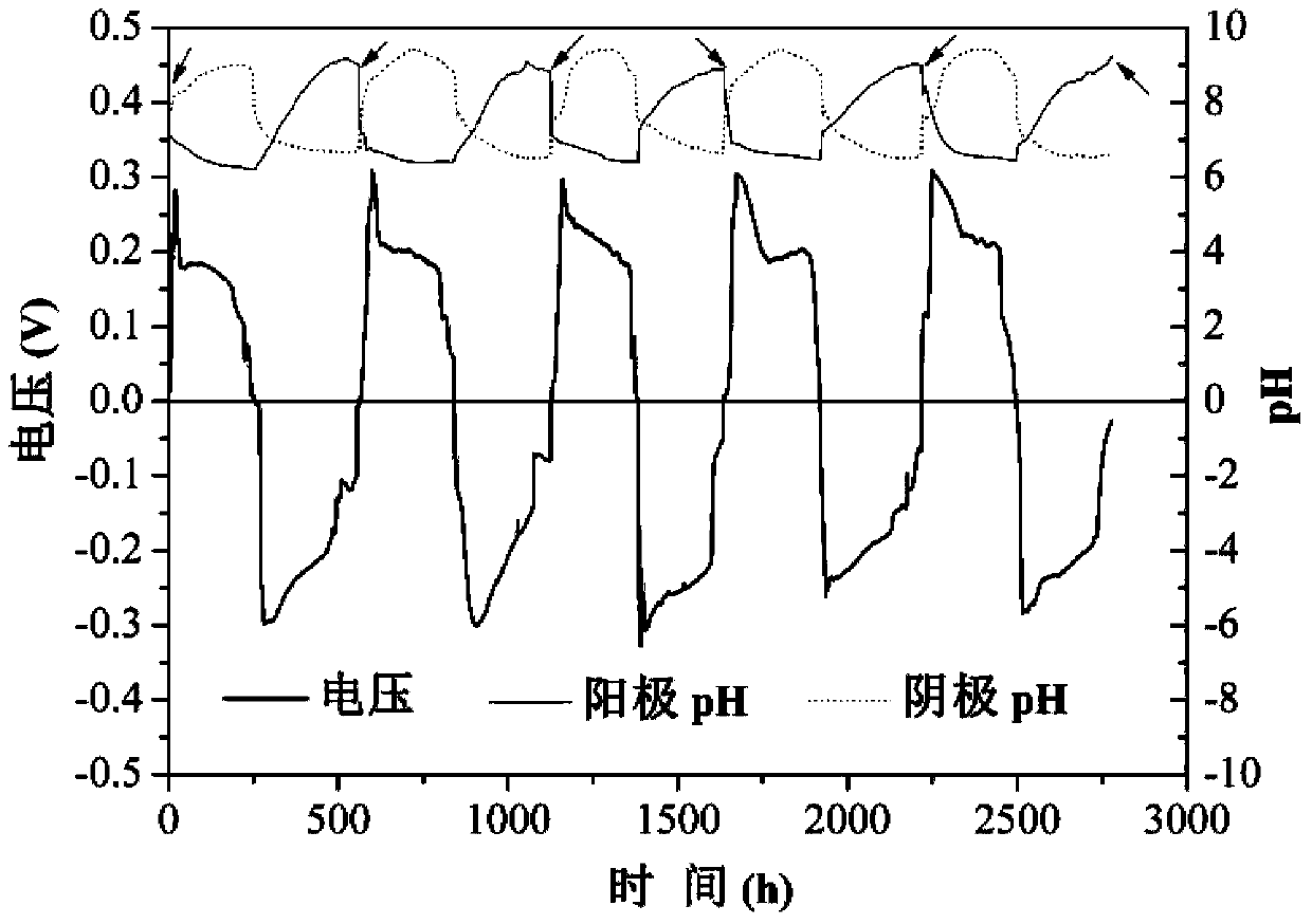 Phycomycetes microbial fuel cell and preparation method and application of phycomycetes microbial fuel cell