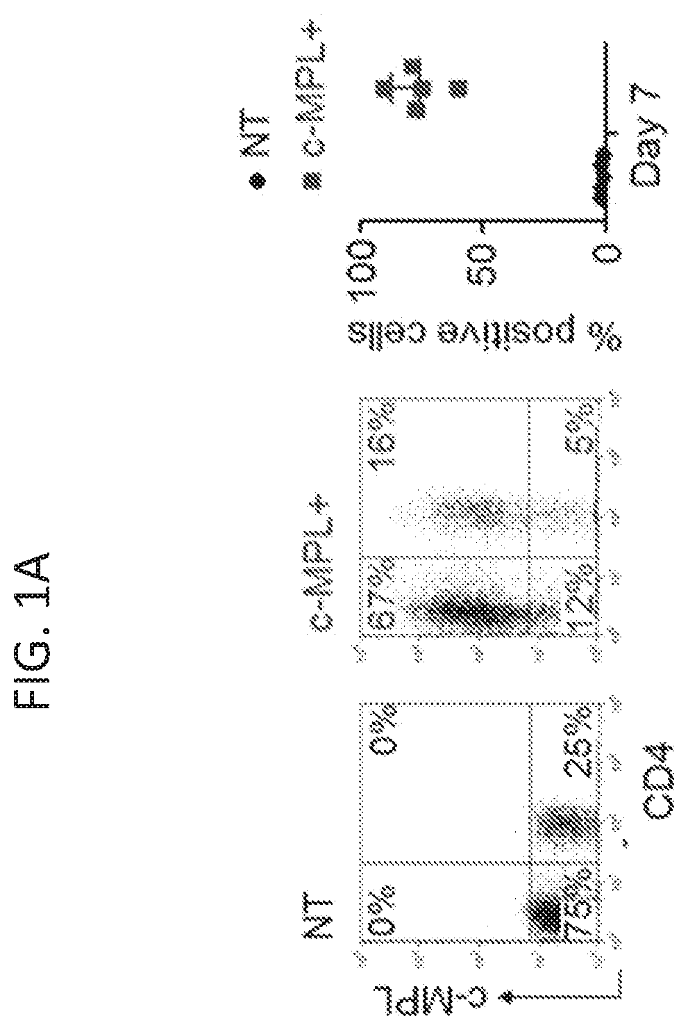 TRANSGENIC c-MPL PROVIDES LIGAND-DEPENDENT CO-STIMULATION AND CYTOKINE SIGNALS TO TCR-ENGINEERED T CELLS