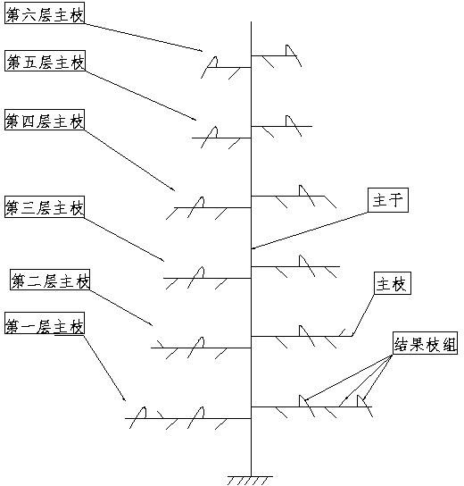 High-stock apple tree form with vertical main branches and cultivation method of high-stock apple tree form