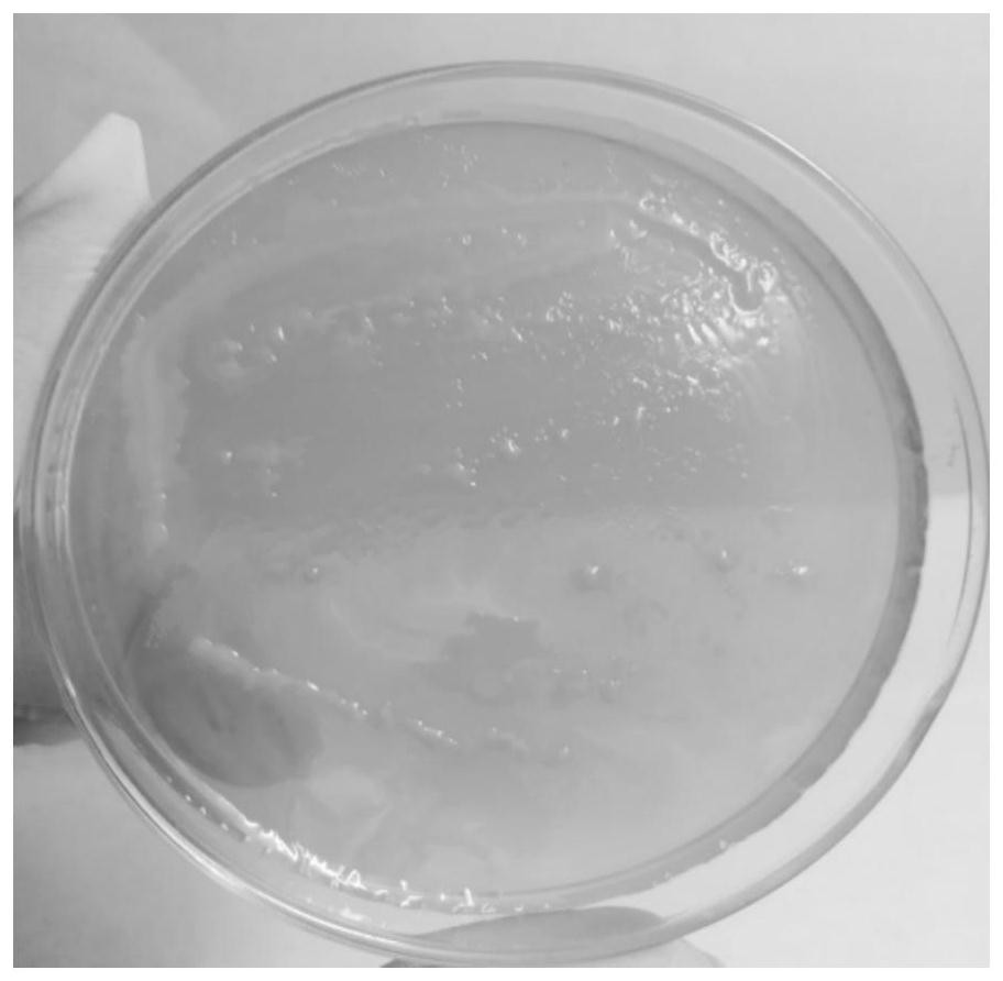 Proteus for reducing fe(iii) in clay minerals and its application to inhibit clay swelling