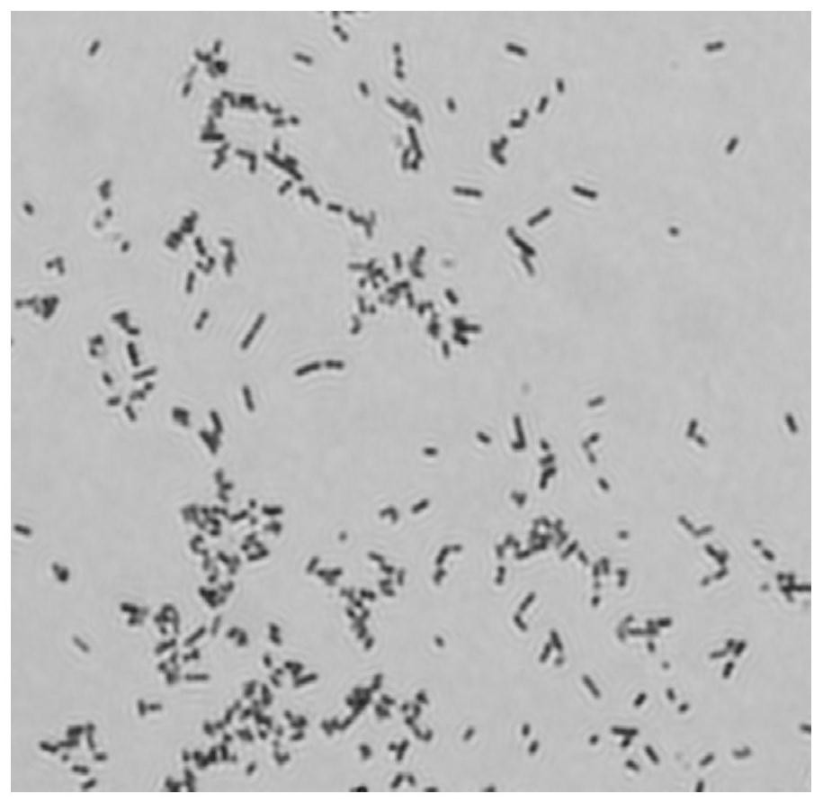 Proteus for reducing fe(iii) in clay minerals and its application to inhibit clay swelling