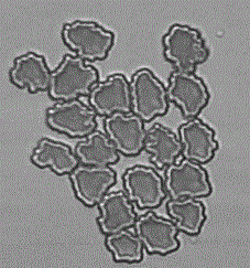 High-strength viscose fibers and preparation method and application of high-strength viscose fibers