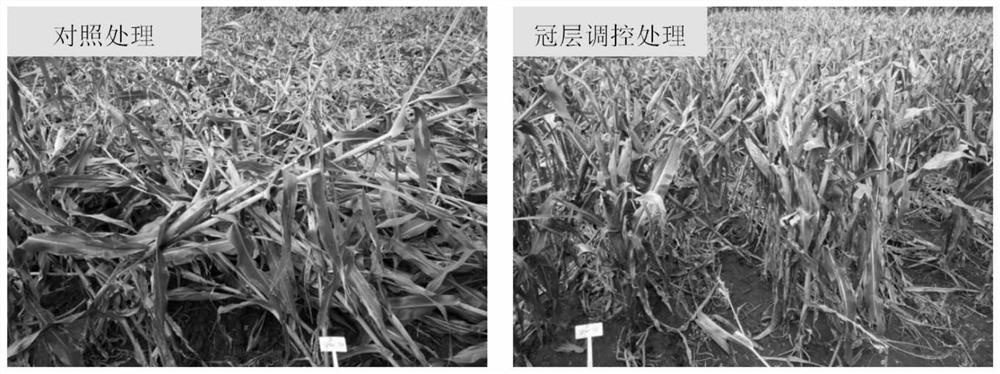 Canopy regulation and control method for improving mechanical kernel harvesting quality and kernel commodity quality of corns