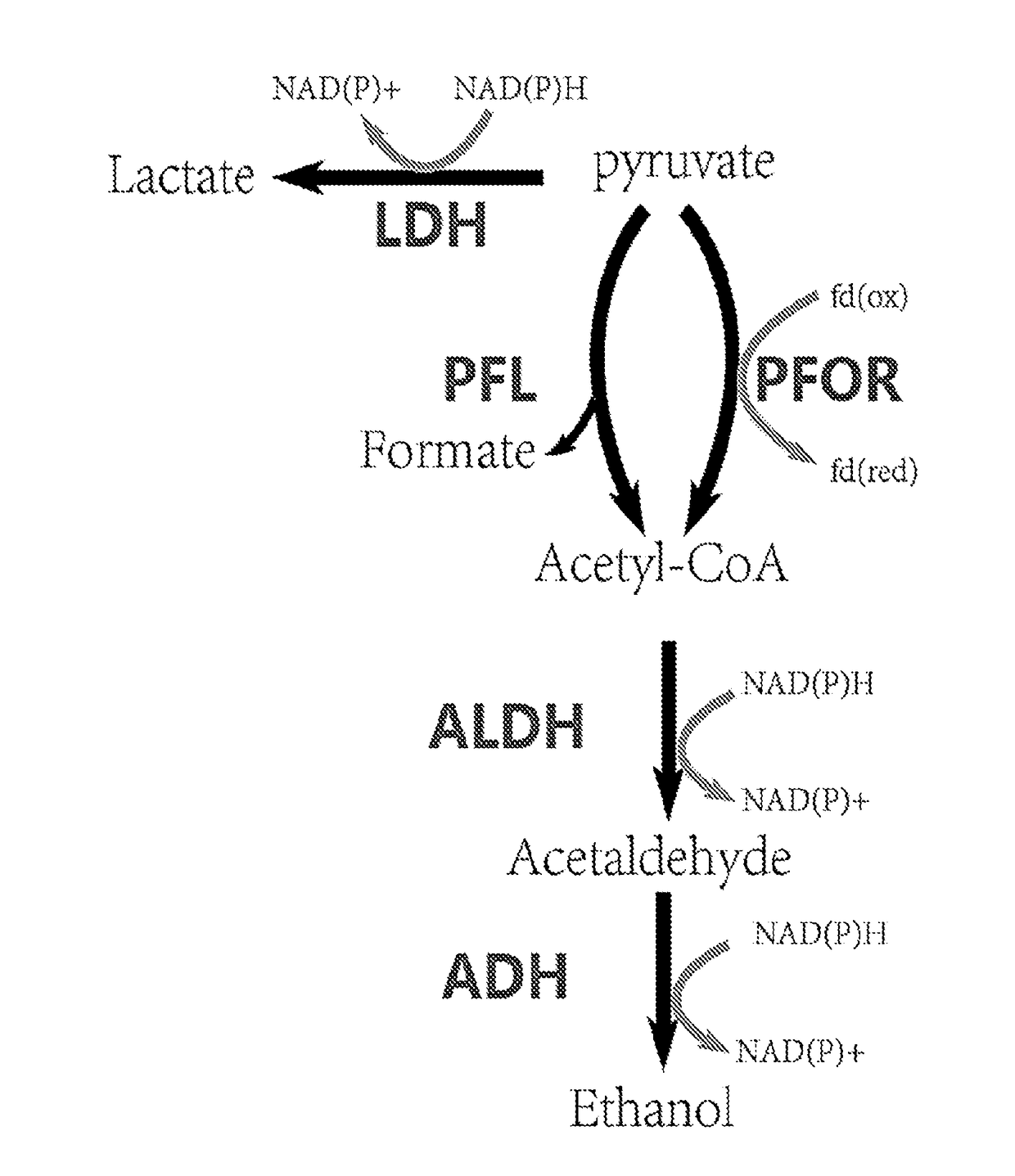 Thermophilic microorganisms for conversion of lignocellulosic biomass to ethanol