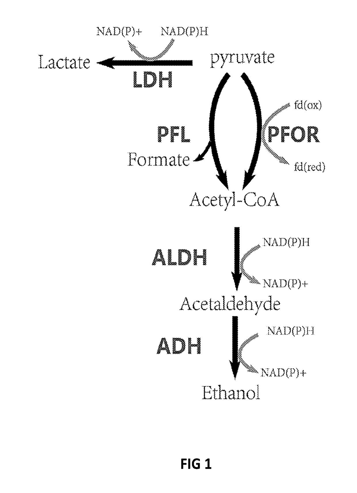 Thermophilic microorganisms for conversion of lignocellulosic biomass to ethanol