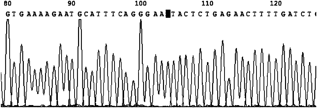 Fluorescent quantitative PCR detection system for Wilms' tumor gene screening and application thereof