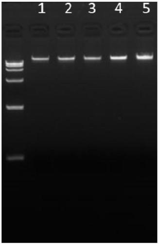 Extraction method of plant genome DNA rich in polysaccharides