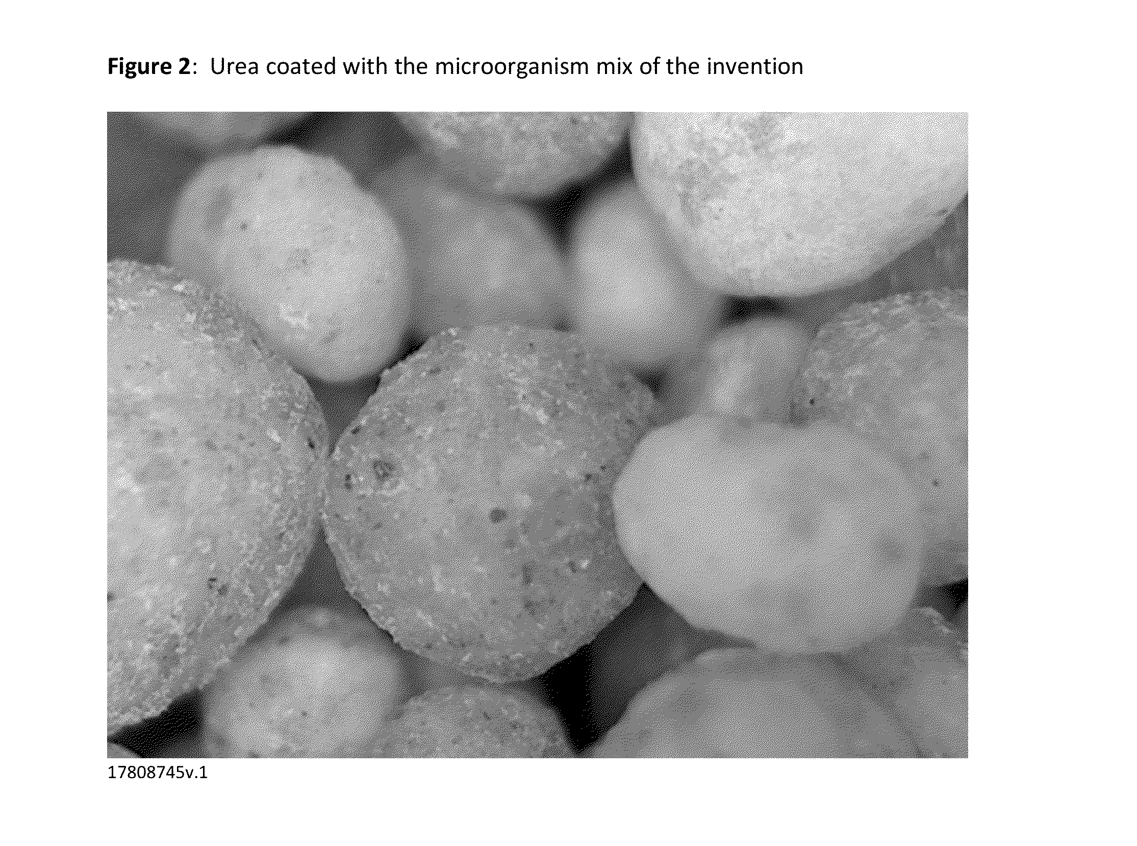 Fertilizer compositions methods of making and using same