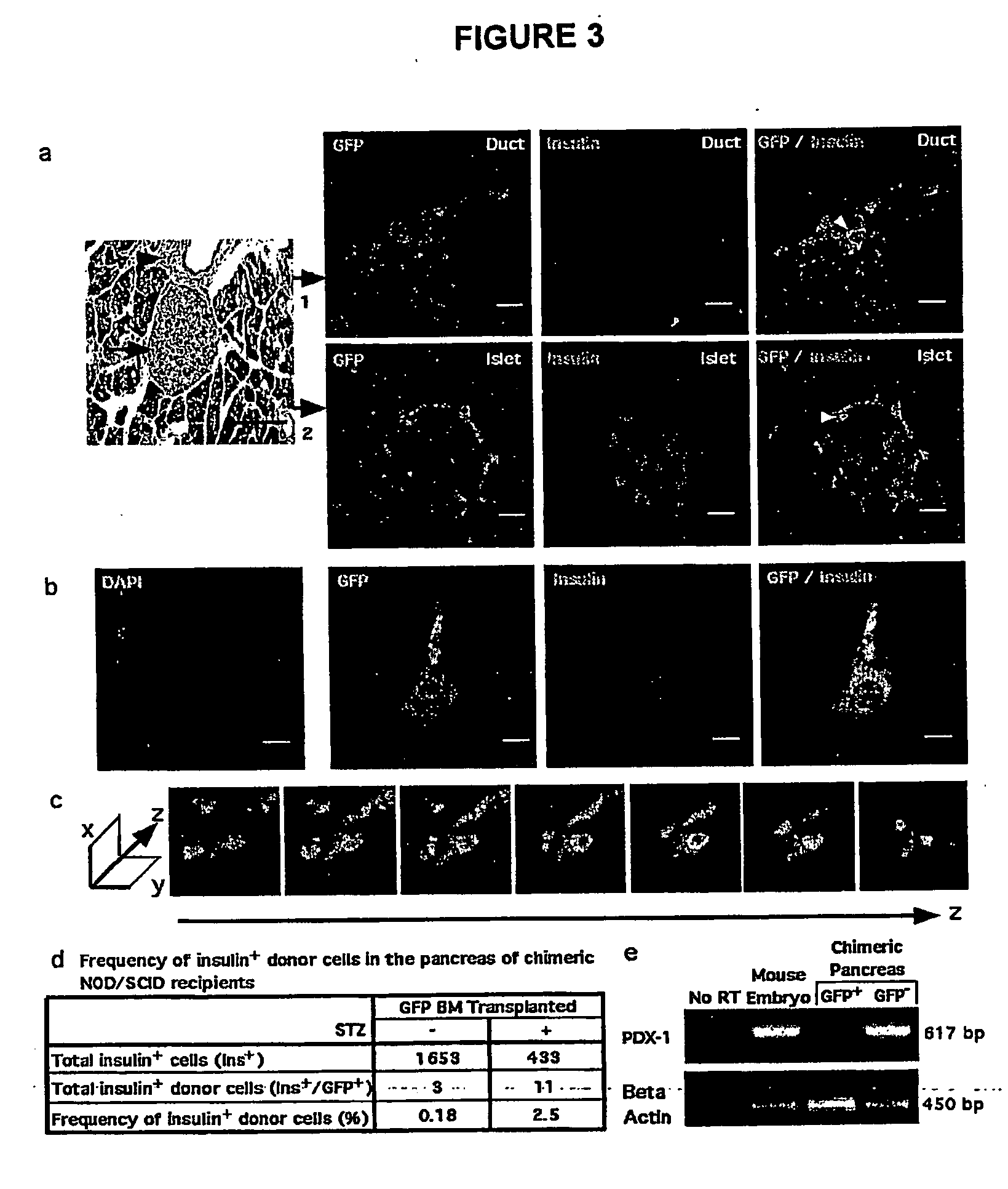 Regeneration initiating cells