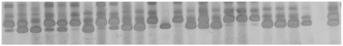 Flax SSR molecular marker and application thereof