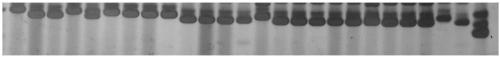 Flax SSR molecular marker and application thereof