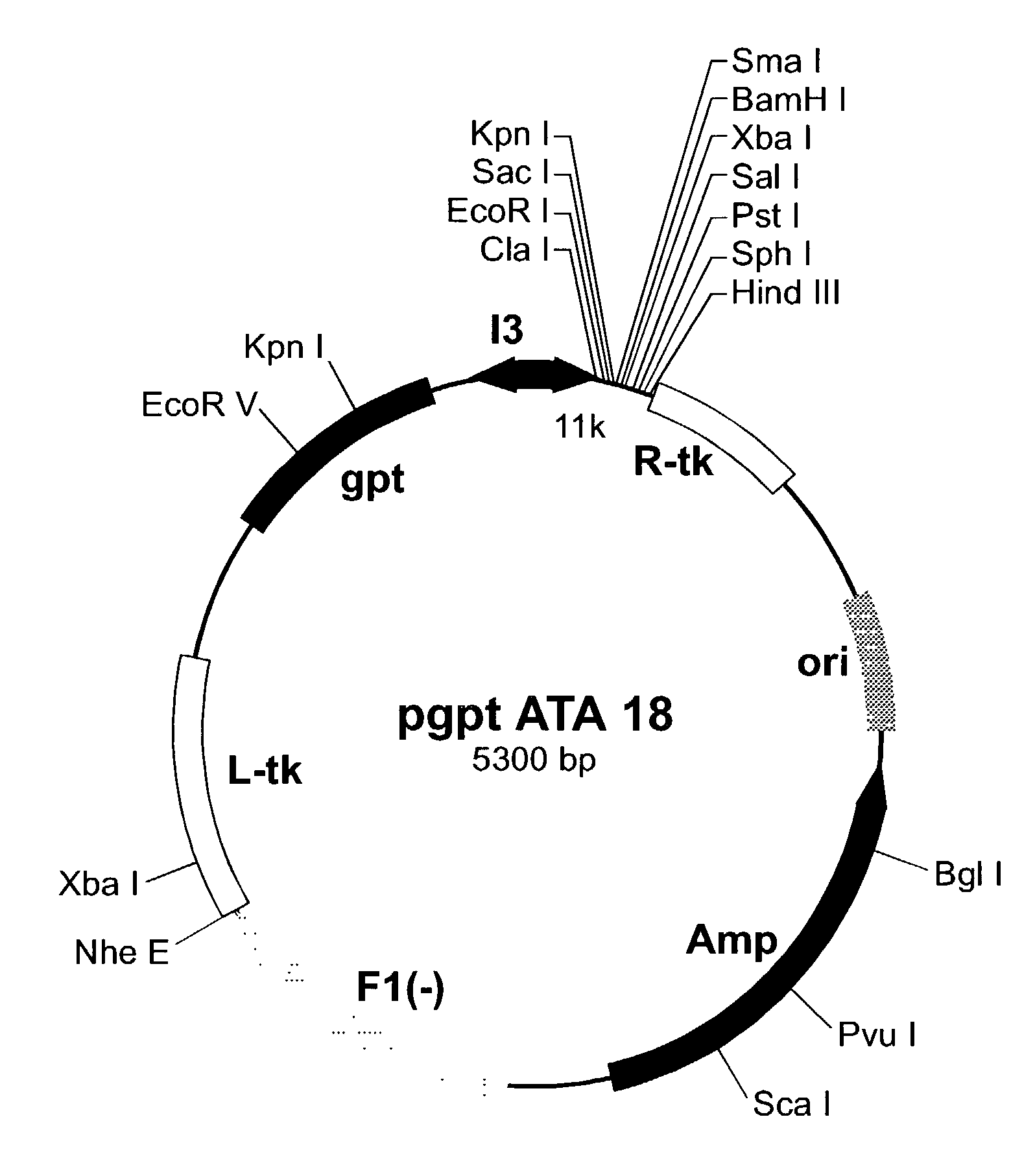 Purified hepatitis C virus envelope proteins for diagnostic and therapeutic use