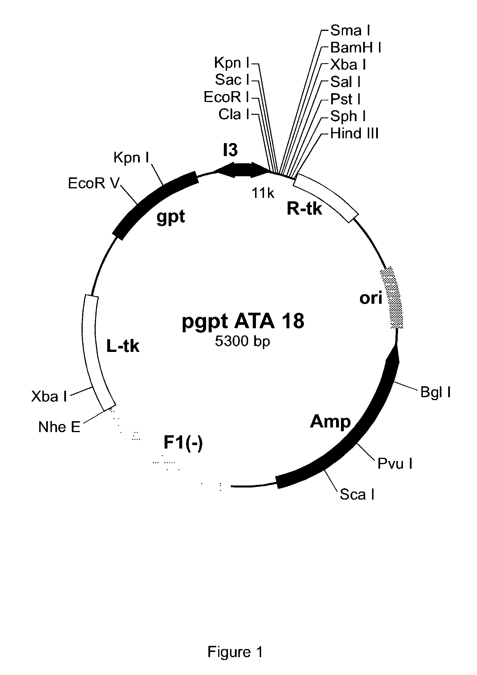 Purified hepatitis C virus envelope proteins for diagnostic and therapeutic use