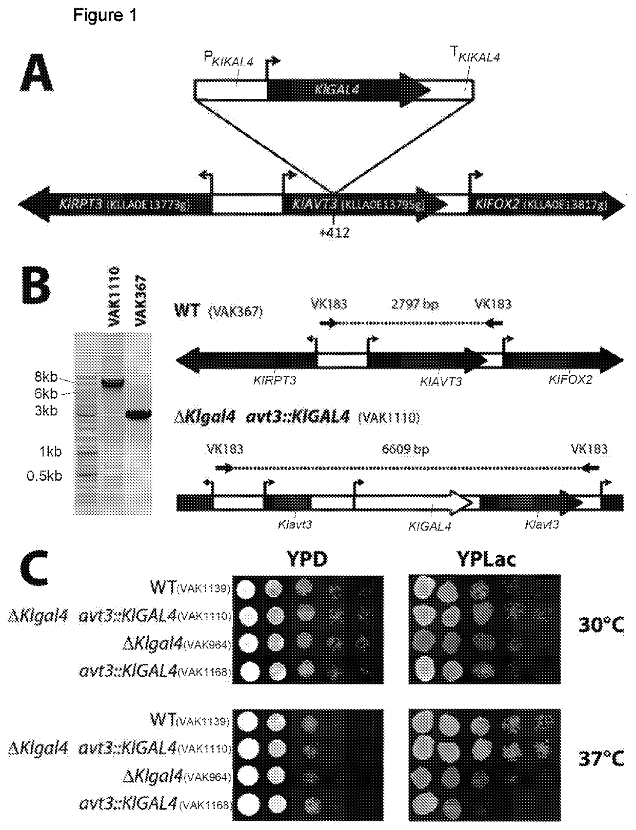 Optimized host/vector system for producing protective mono- and multivalent subunit vaccines on the basis of the yeast kluyveromyces lactis