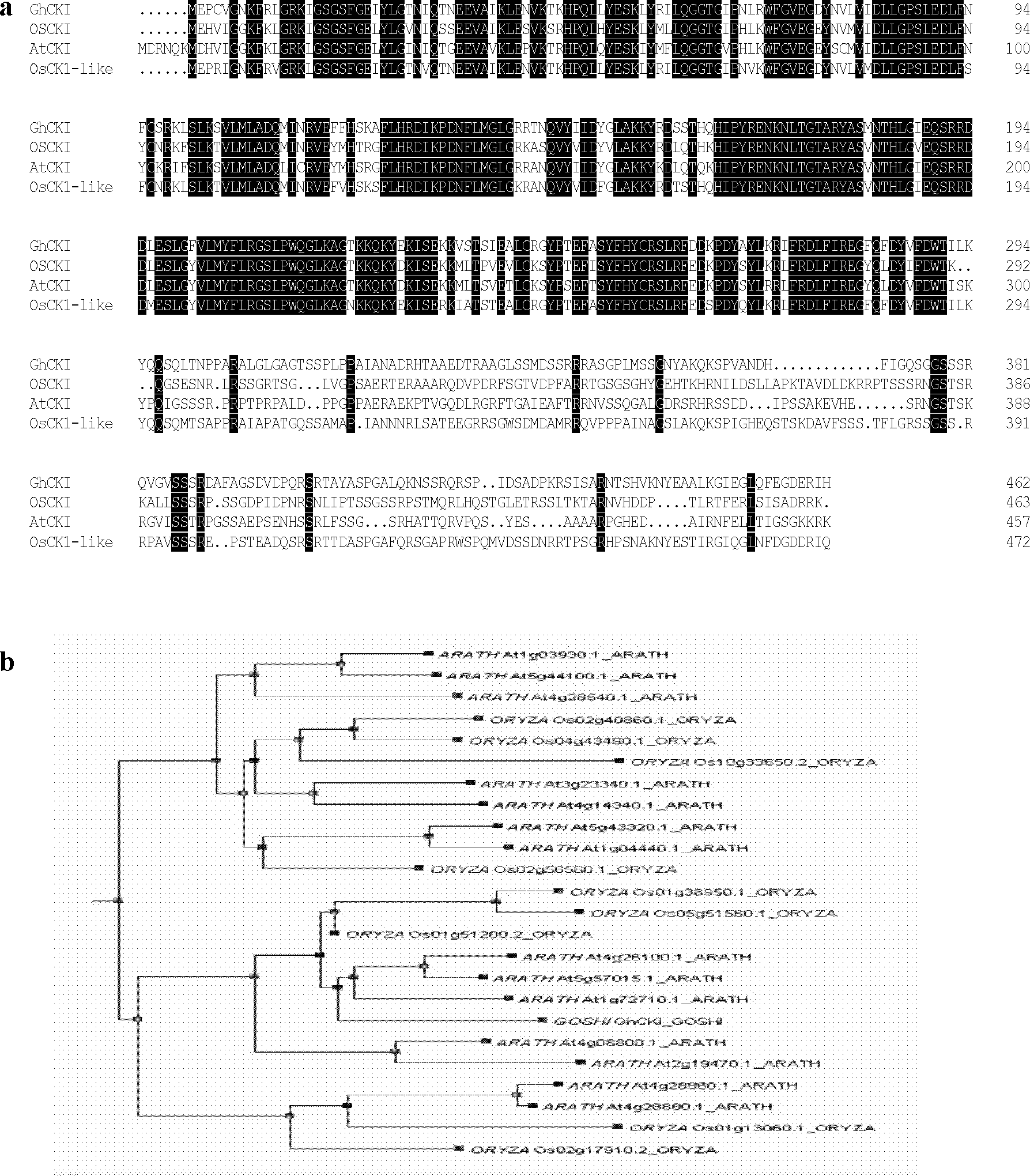 Cotton casein kinase gene and its application