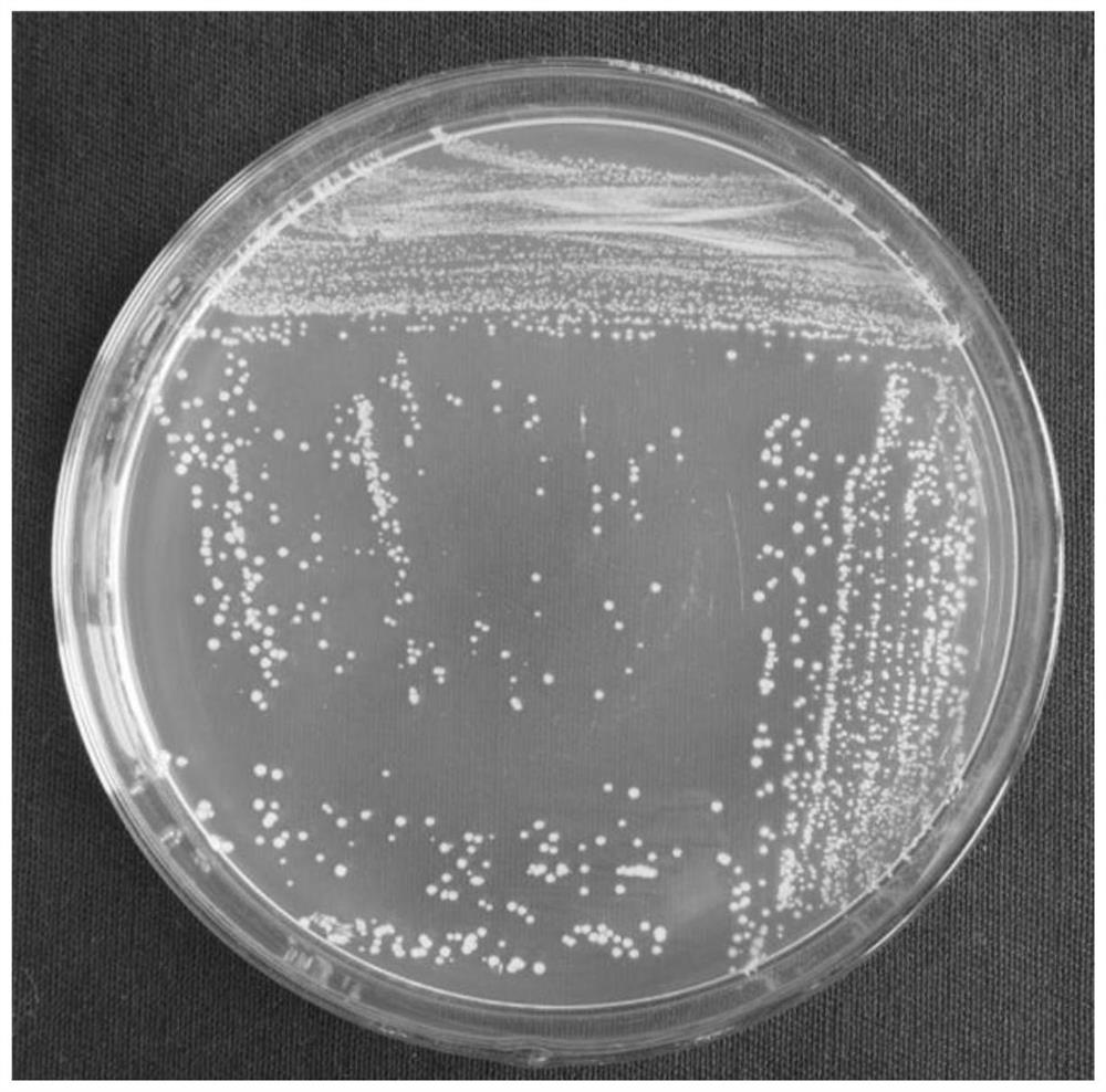 A β-lactam antibiotic degrading strain pgb1 and its application