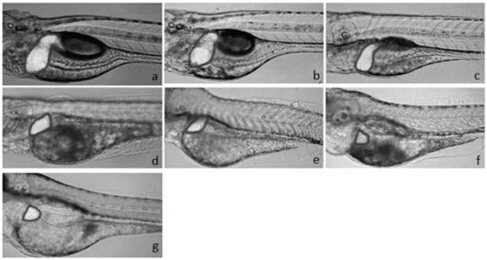 Method for screening compounds having activity of protecting liver function of zebra fishes