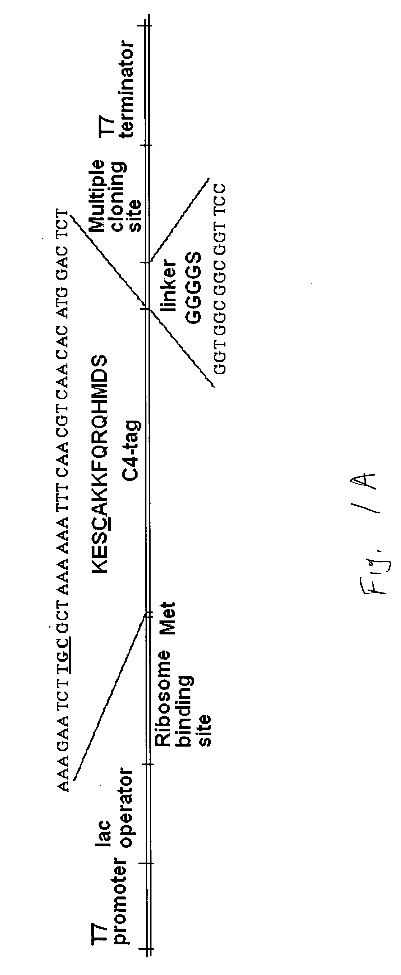 Cysteine-containing peptide tag for site-specific conjugation of proteins