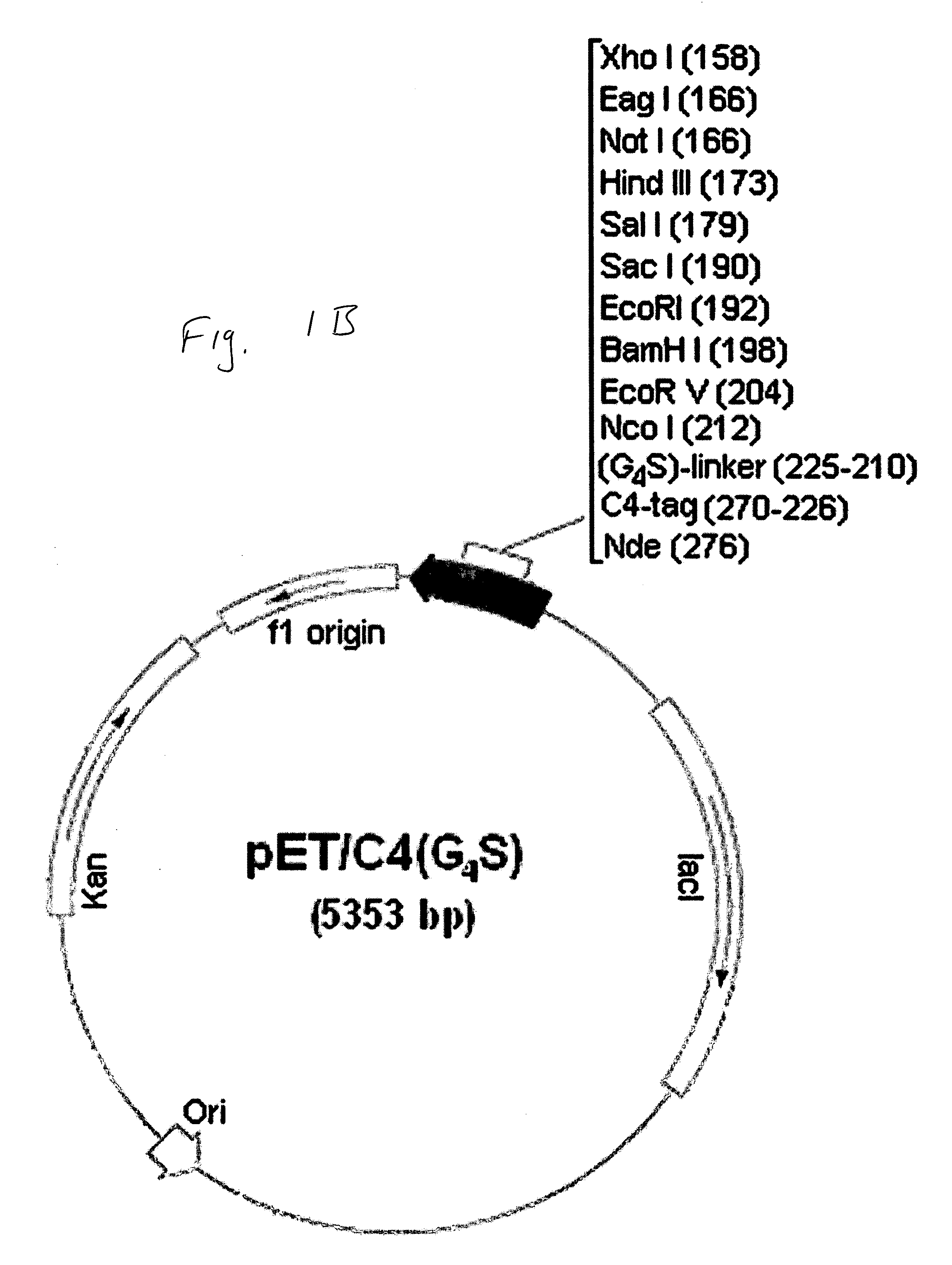 Cysteine-containing peptide tag for site-specific conjugation of proteins