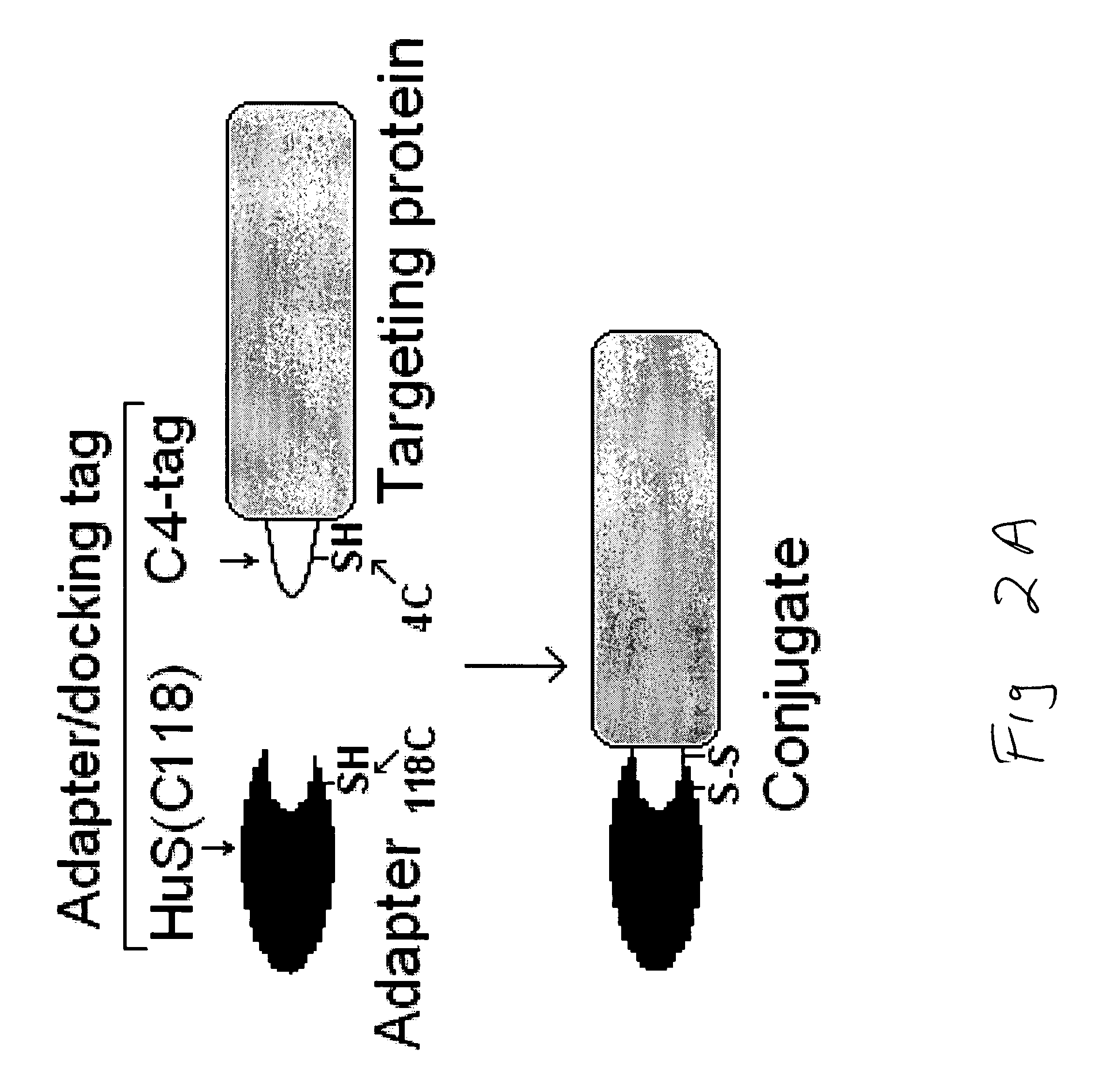 Cysteine-containing peptide tag for site-specific conjugation of proteins