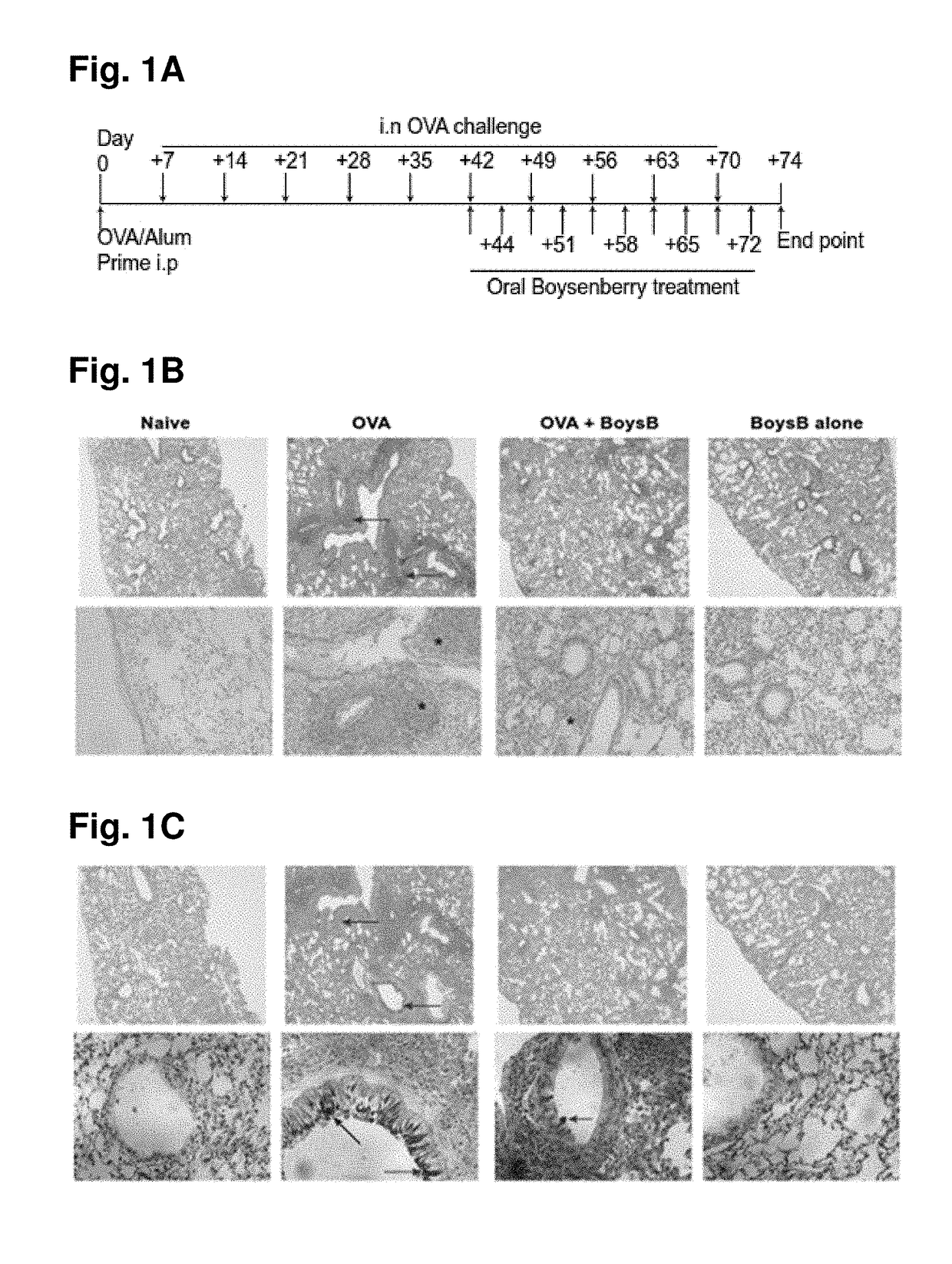 Boysenberry compositions and methods of preparation and use thereof