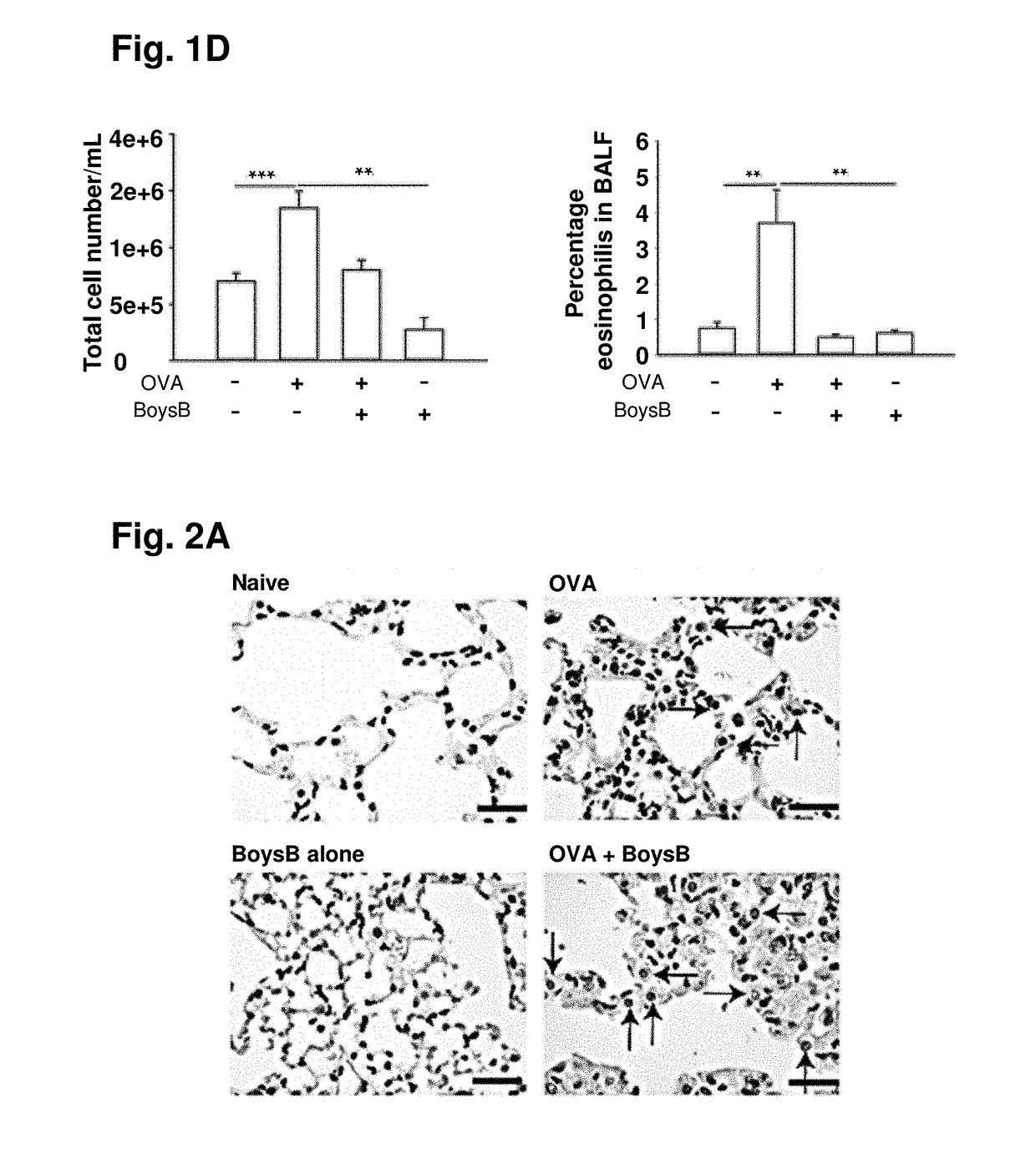 Boysenberry compositions and methods of preparation and use thereof