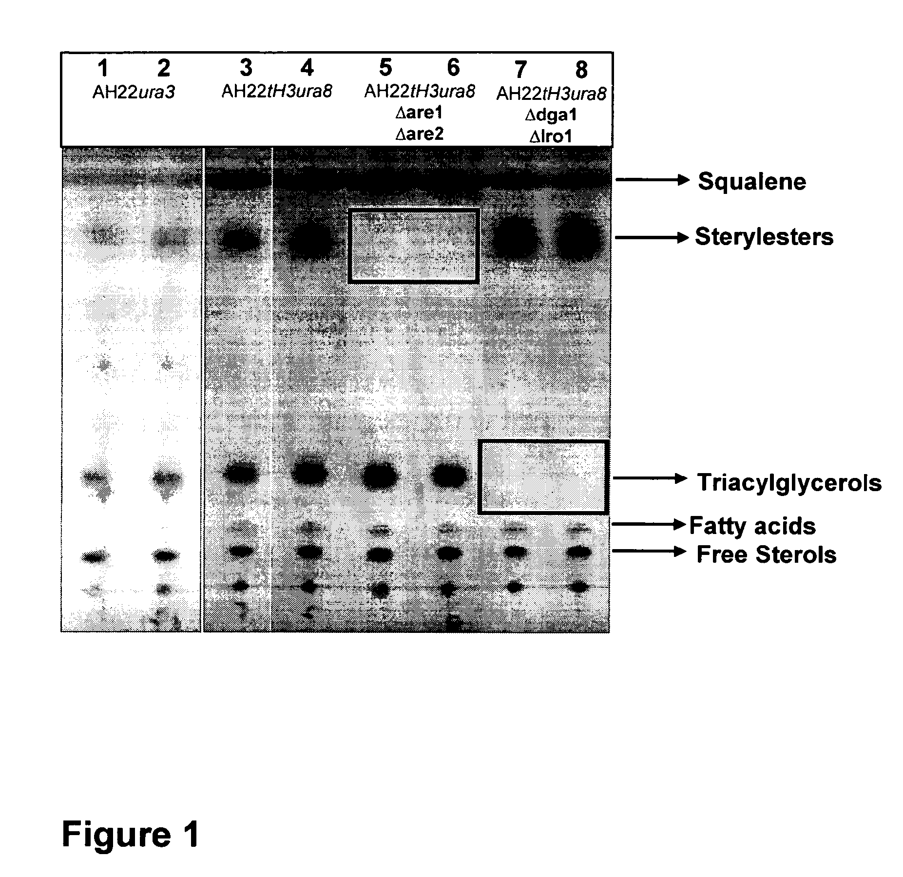 Genetically modified organism for the production of lipids