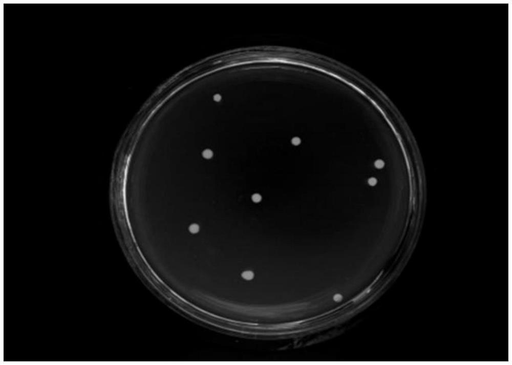 A fragrance-producing Pichia kudriazvii strain that degrades ammonia nitrogen and its application