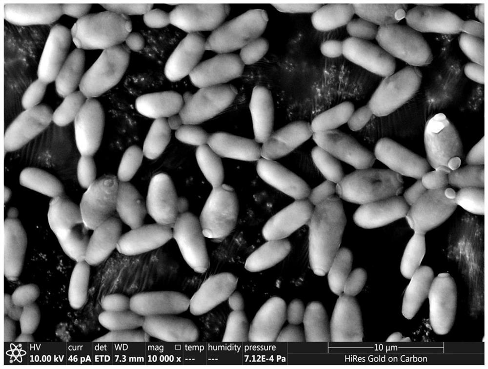 A fragrance-producing Pichia kudriazvii strain that degrades ammonia nitrogen and its application