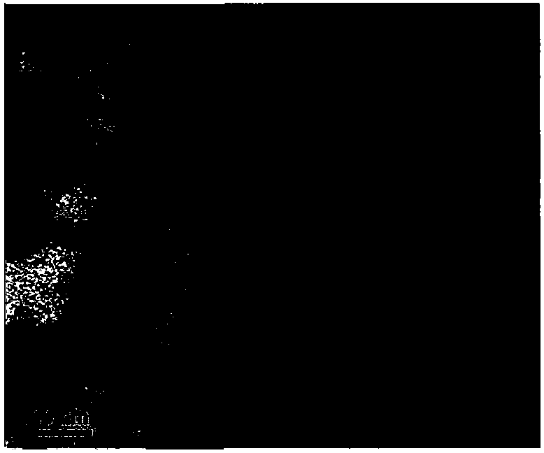 Water-soluble quantum dot fluorescent nanosphere and preparation method thereof