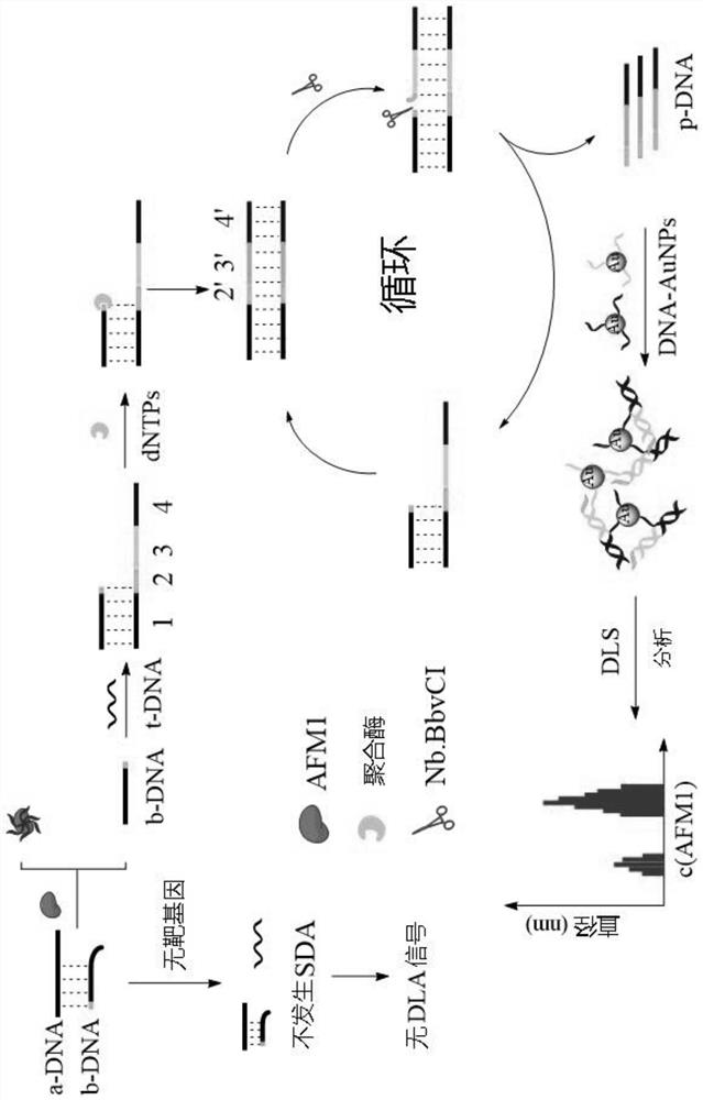 Aflatoxin M1 detection method and application thereof