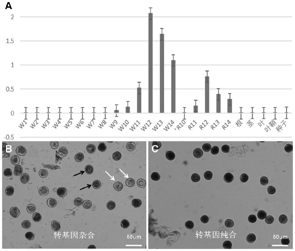 Plant pollen tube growth gene and application