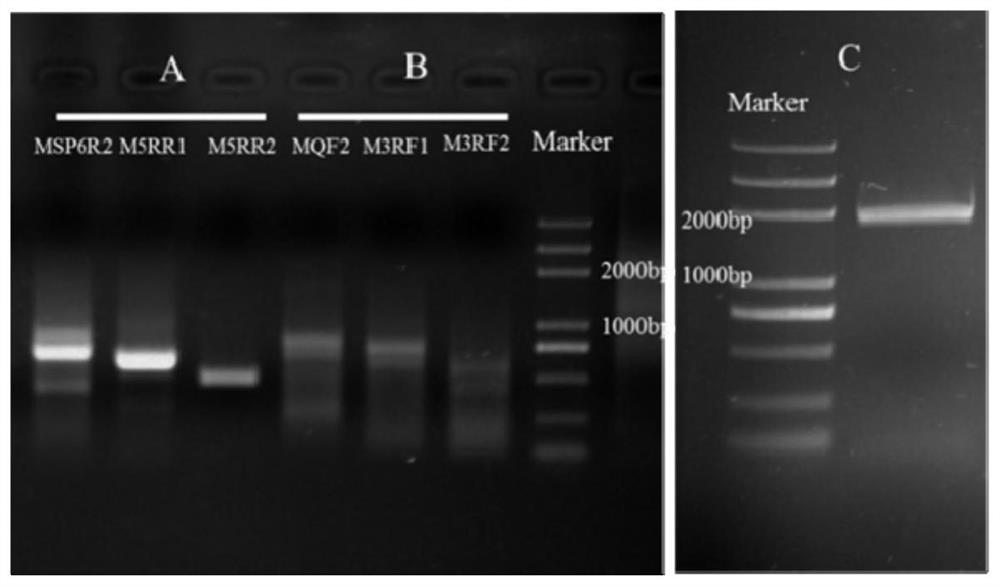 Plant pollen tube growth gene and application