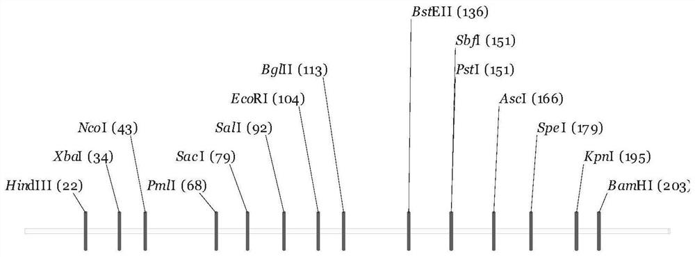 Plant pollen tube growth gene and application