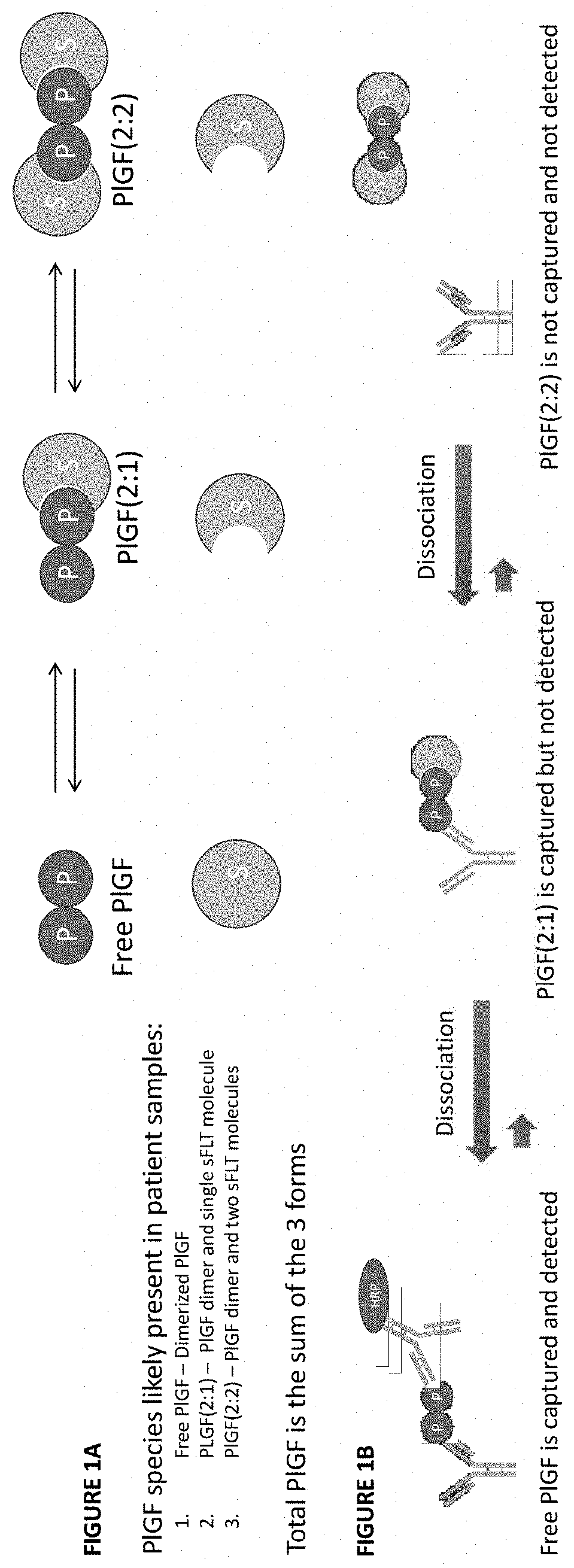 Assessment of preeclampsia using assays for free and dissociated placental growth factor