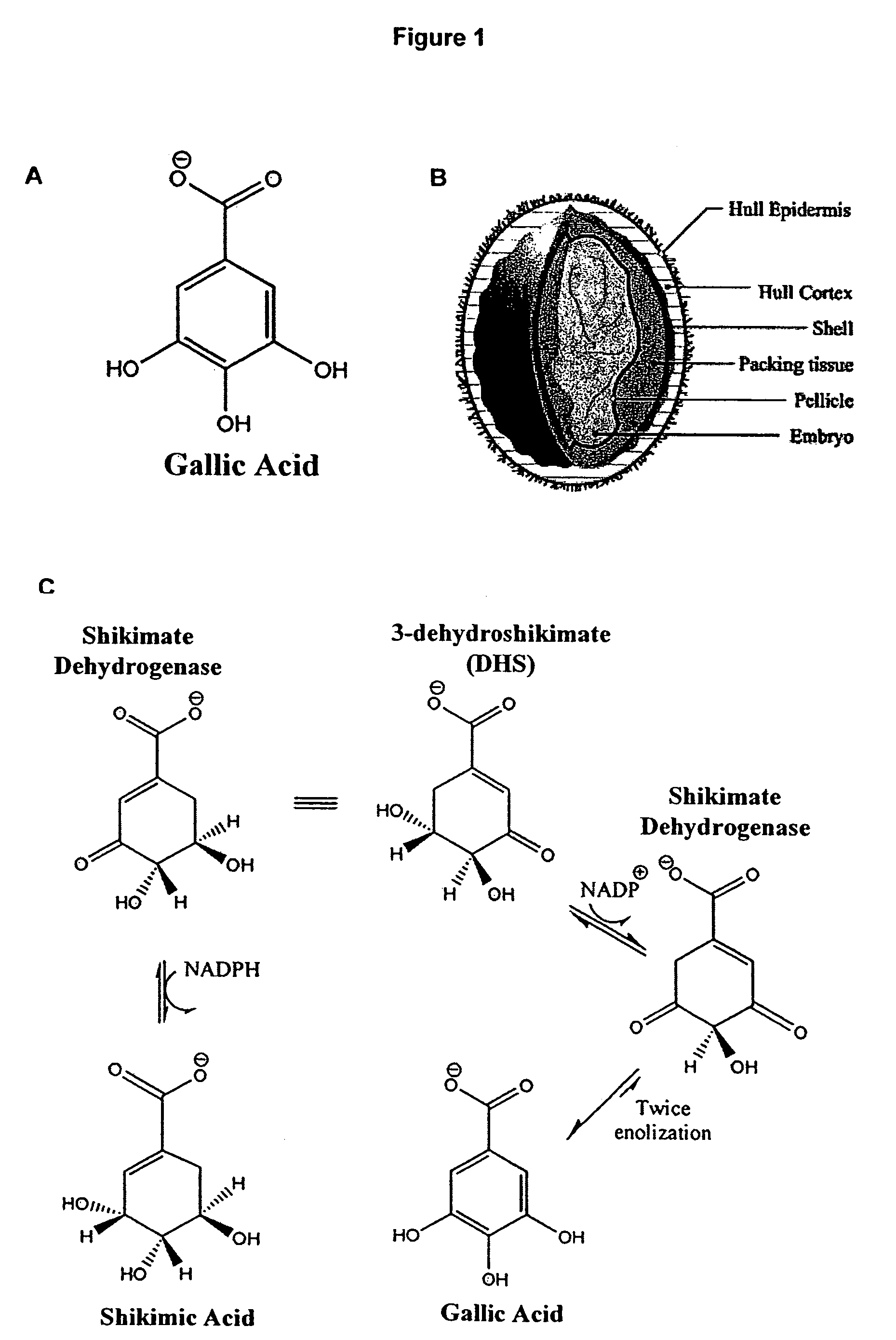 Plants with elevated levels of gallic acid/polyphenol oxidase and methods of generating such plants