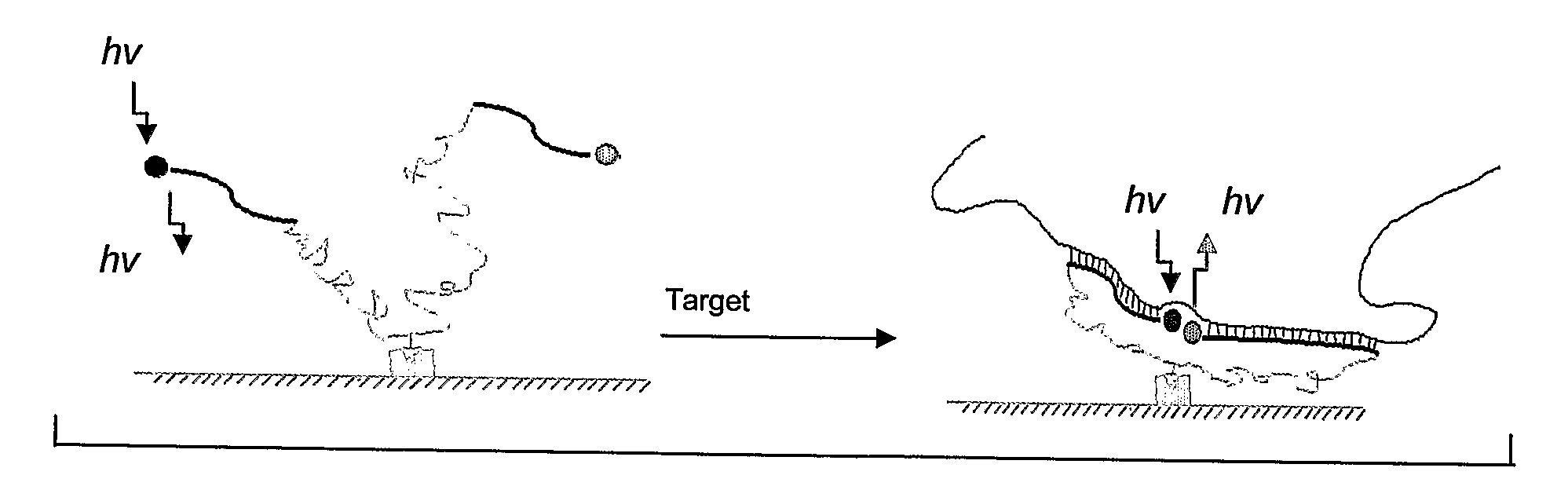 Hybrid Molecular Probe