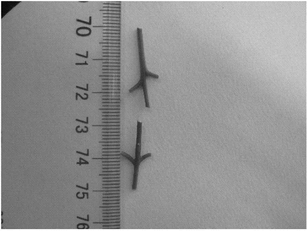 Mediums for tissue culture of Meipian tree and culturing method