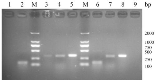 One-time rapid identification method of pig, chicken and rabbit meat