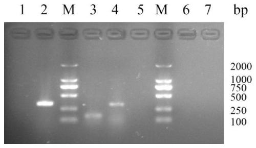 One-time rapid identification method of pig, chicken and rabbit meat