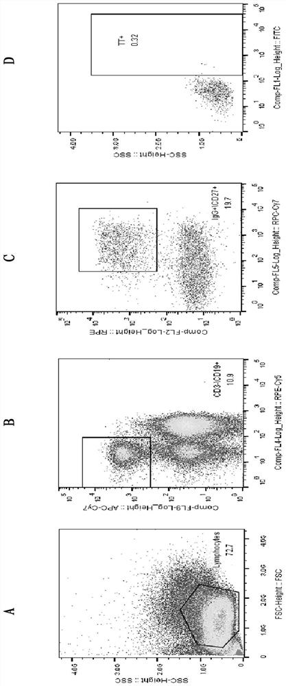 Humanized antibody combined with tetanus toxin heavy chain C-terminal structural domain and application